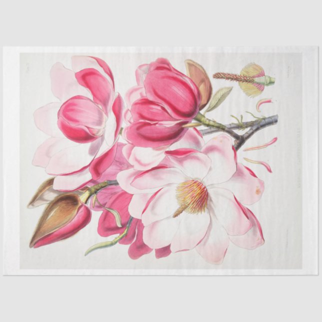 Papel De Seda Flores de magnolia rosa de descomposición de efeme (Anverso)