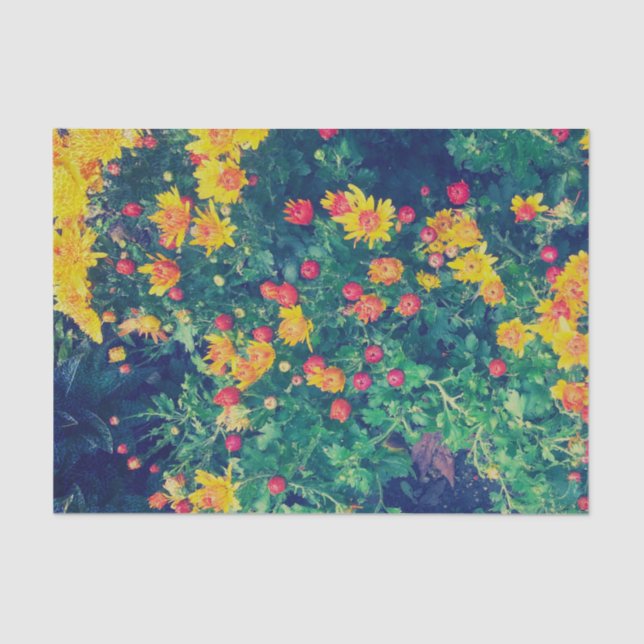 Papel De Seda Flores de margarita silvestres y mugrientas (Anverso)