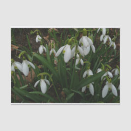 Papel De Seda Flores de Primavera Blanca (Galanthus)