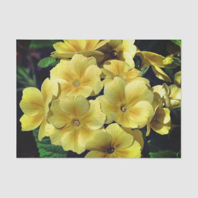 Papel De Seda Flores de Primrose amarillas cierran desenlace (Anverso)