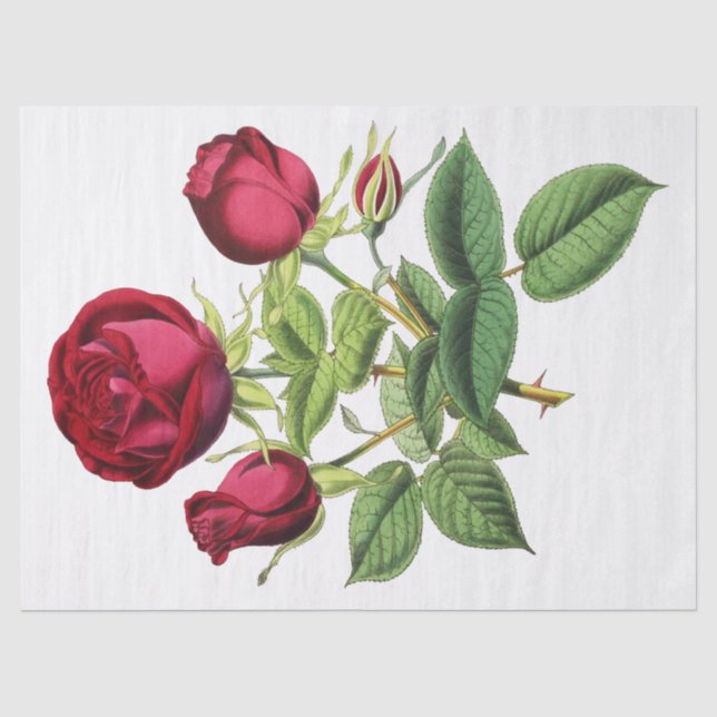 Papel De Seda Flores de Rosas de té rojo de época (Anverso)