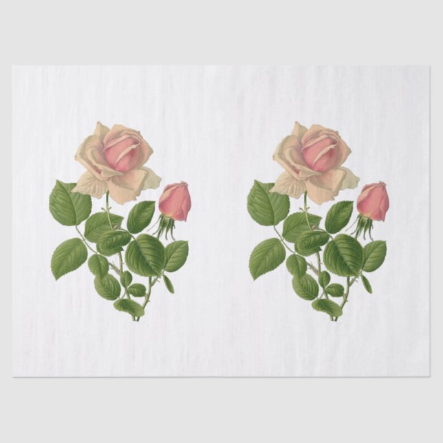 Papel De Seda Flores de Rosas de té rosado de época (Anverso)