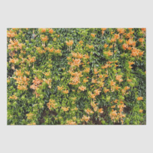 Papel De Seda Flores De Trucha naranja En Una Pared,