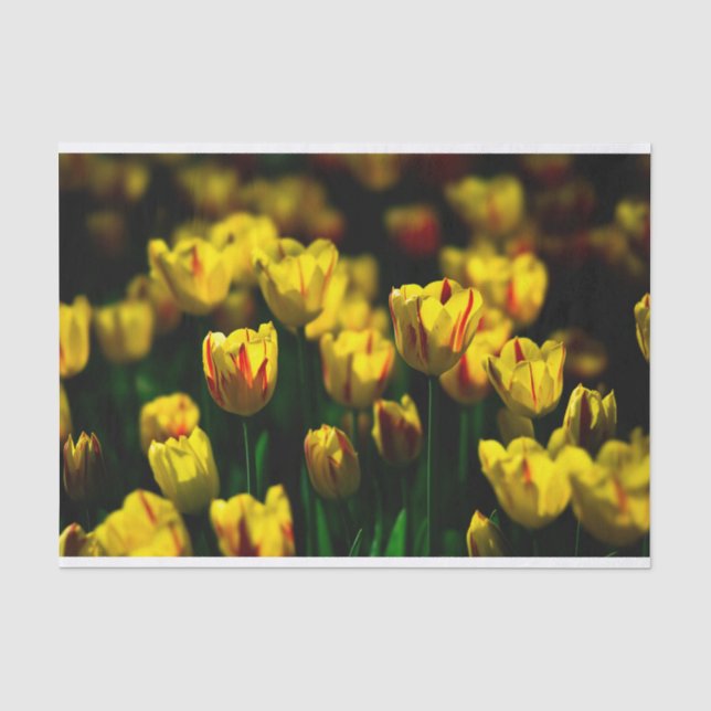 Papel De Seda Flores de tulipán amarillas (Anverso)