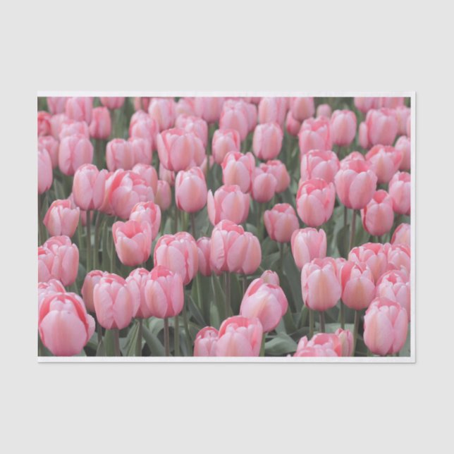 Papel De Seda Flores de tulipanes de primavera rosada (Anverso)