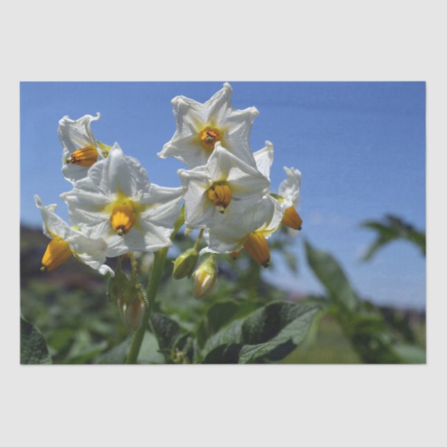 Papel De Seda Flores estéticas Solanum tuberosum (Anverso)