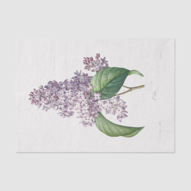 Papel De Seda Flores Florales Lilac Decoupage (Anverso)
