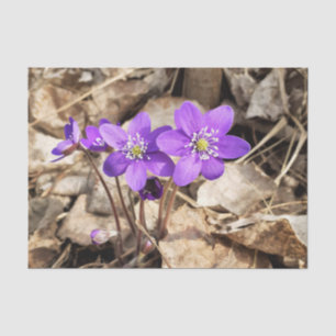 Papel De Seda Flores Hepatica Púrpura