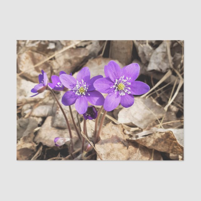 Papel De Seda Flores Hepatica Púrpura (Anverso)