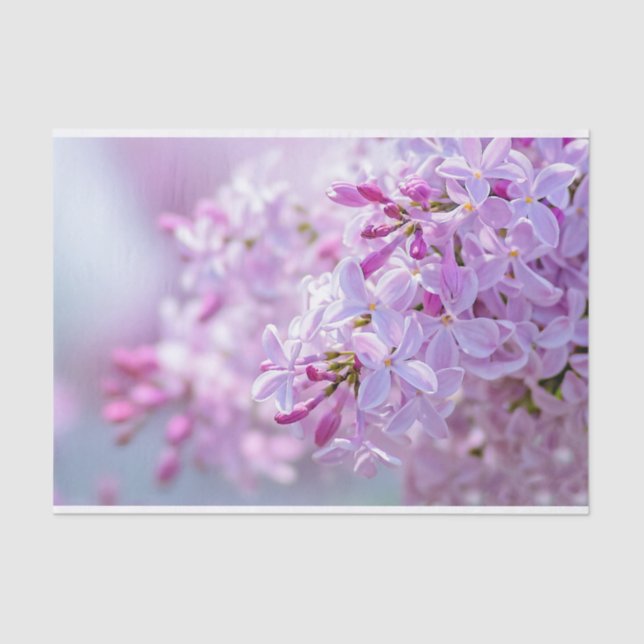 Papel De Seda Flores lilacas rosas (Anverso)