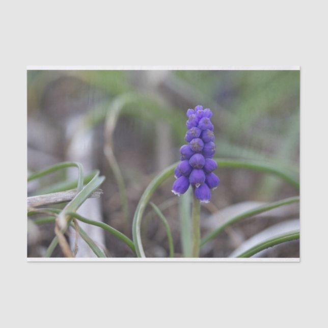 Papel De Seda Flores moradas (Anverso)