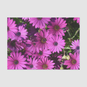 Papel De Seda Flores púrpura de osteospermum