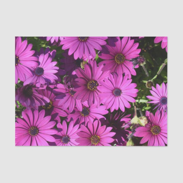 Papel De Seda Flores púrpura de osteospermum (Anverso)