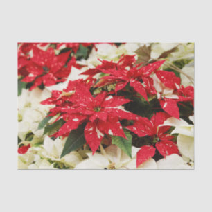 Papel De Seda Flores Rojas Blancas Festivas de Poinsettias
