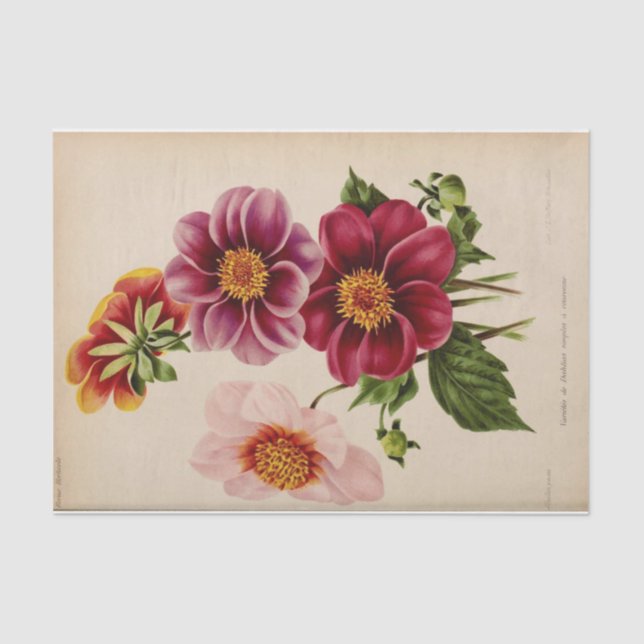 Papel De Seda Flores rosa de descomposición de efemera floral (Anverso)