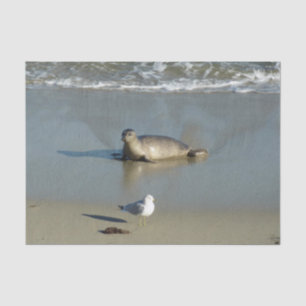 Papel De Seda Foca común en La Jolla California