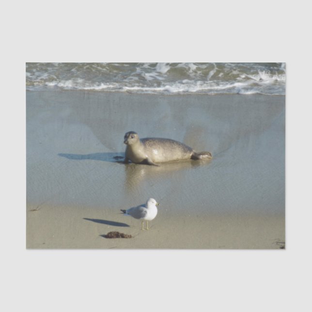 Papel De Seda Foca común en La Jolla California (Anverso)