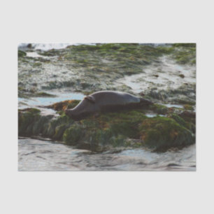 Papel De Seda Foca de puerto iluminada por la puesta del sol II
