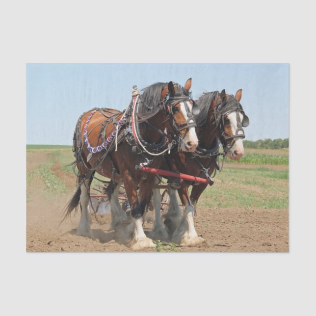 Papel De Seda Foto agrícola de Horse Clydesdale (Anverso)