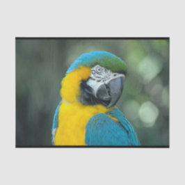 Papel De Seda Foto azul y amarillo de Macaw