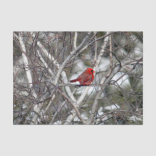 Papel De Seda Foto Cardinal Snow Birch Tree