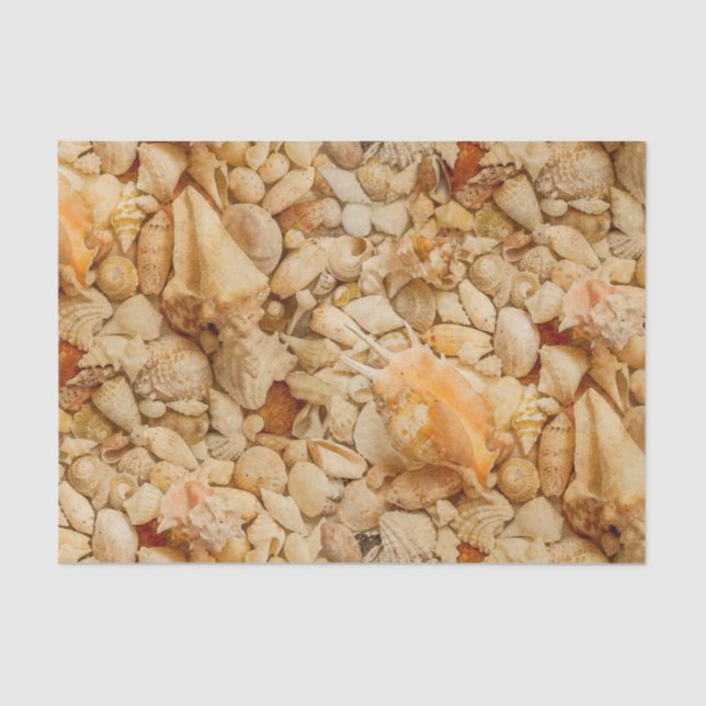 Papel De Seda Foto costera de los Seashells (Anverso)