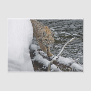 Papel De Seda Foto de agua de nieve Bobcat