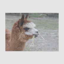 Foto de animal de Alpaca comiendo heno