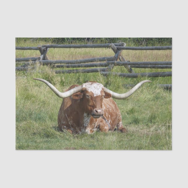Papel De Seda Foto de Cow Texas Longhorn (Anverso)