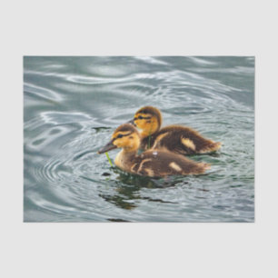 Papel De Seda Foto de Cute Mallard Ducklings