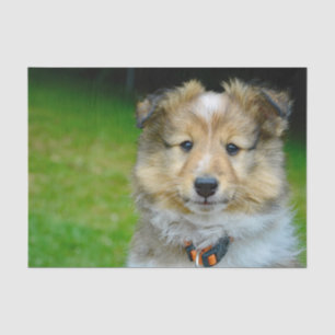 Papel De Seda Foto de Cute Shetland Sheepdog