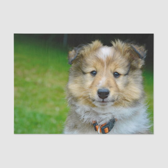 Papel De Seda Foto de Cute Shetland Sheepdog (Anverso)
