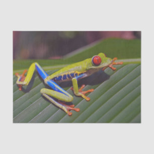 Papel De Seda Foto de Frog Red Eye