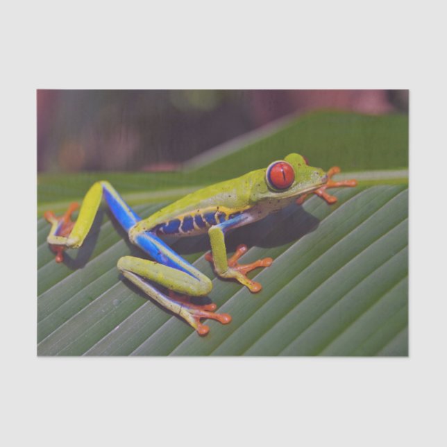 Papel De Seda Foto de Frog Red Eye (Anverso)