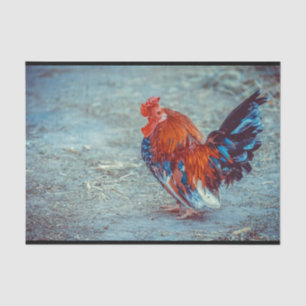 Papel De Seda Foto de gallo de pollo colorido
