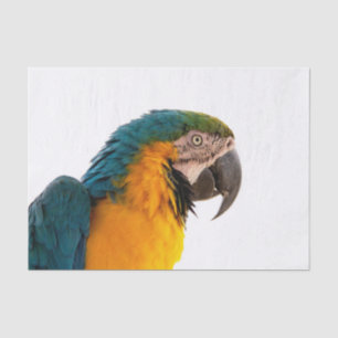 Papel De Seda Foto de loro guacamayo