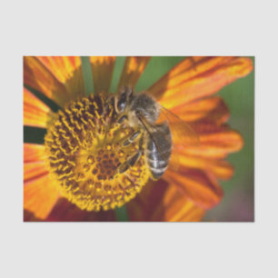 Papel De Seda Foto de macro Abeja de Miel Occidental