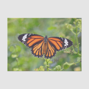 Papel De Seda Foto de mariposa a rayas de Naranja bonito