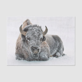 Papel De Seda Foto de nieve de búfalo salvaje