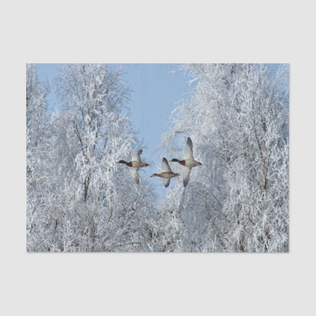Papel De Seda Foto de Nieve Voladora De Patos Mallard (Anverso)