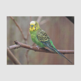 Papel De Seda Foto de Paraíso Verde de bonito