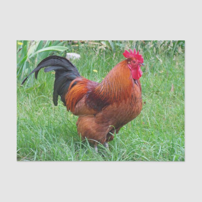 Papel De Seda Foto de perfil de pollo rojo en bonito (Anverso)