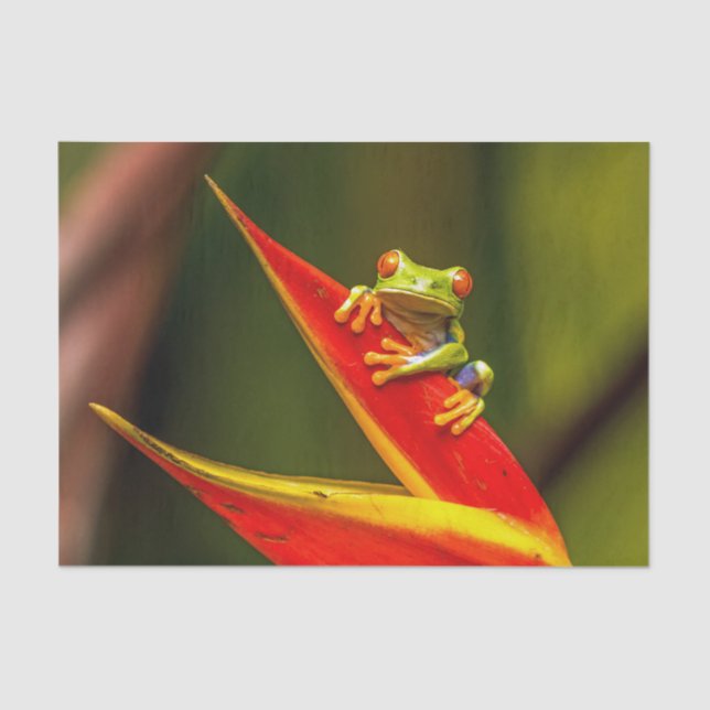 Papel De Seda Foto de rana de árbol de ojos rojos silvestres (Anverso)