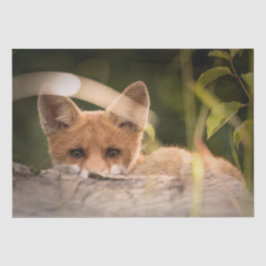 Papel De Seda Foto de un Pequeño Naranja Fox