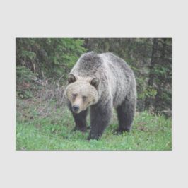 Papel De Seda Foto de vida silvestre Alaska Grizzly Bear