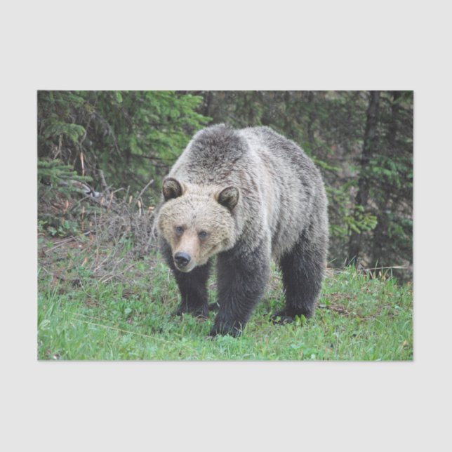 Papel De Seda Foto de vida silvestre Alaska Grizzly Bear (Anverso)