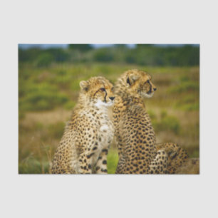 Papel De Seda Foto de Wildlife Cheetah