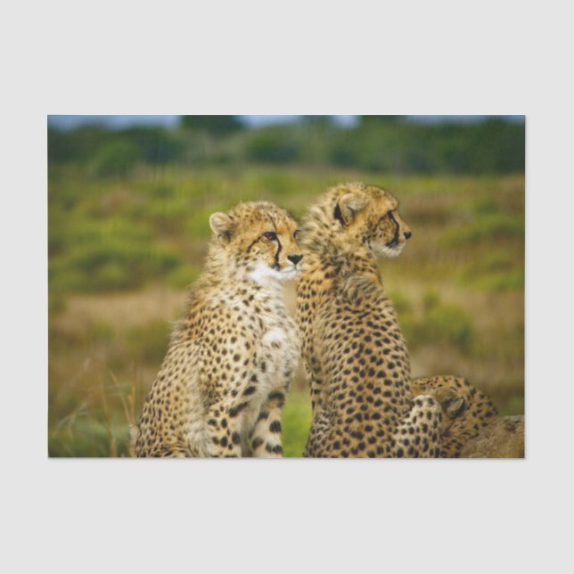 Papel De Seda Foto de Wildlife Cheetah (Anverso)