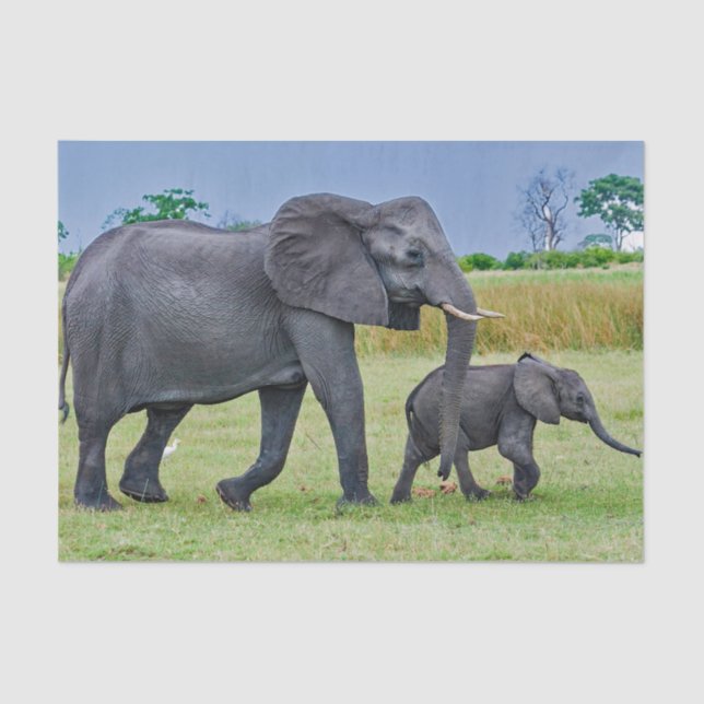 Papel De Seda Foto de Wildlife Elephant Calf (Anverso)