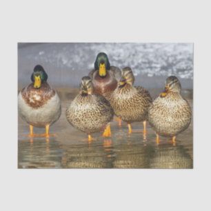 Papel De Seda Foto de Wildlife Mallard Ducks